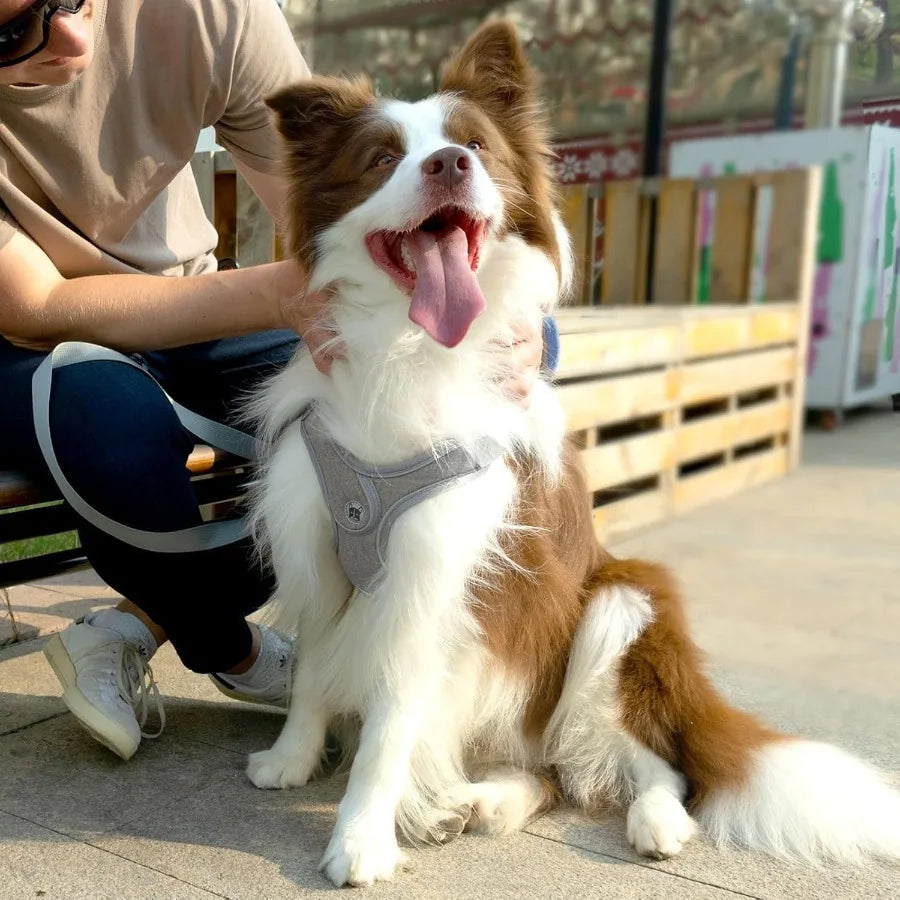 Medium Dog Harness and Leash SetNo Pull Adjustable Step in Soft Mesh Vest Harness Easy Walk Reflective Pet Harness with Padded