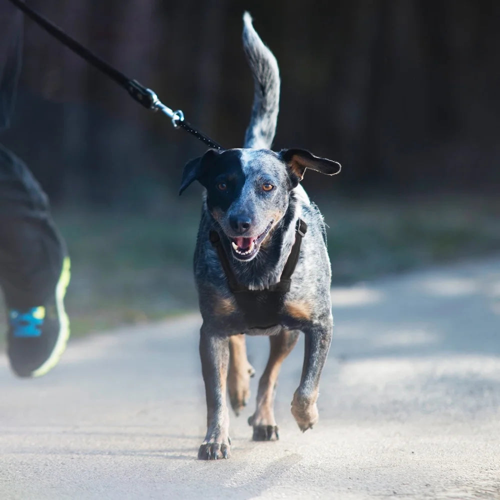 Non-Pulling Dog Harness with Built-in Storage Pouch Adjustable Nylon Mesh Reflective Stitching Comfortable Fit Walking Small